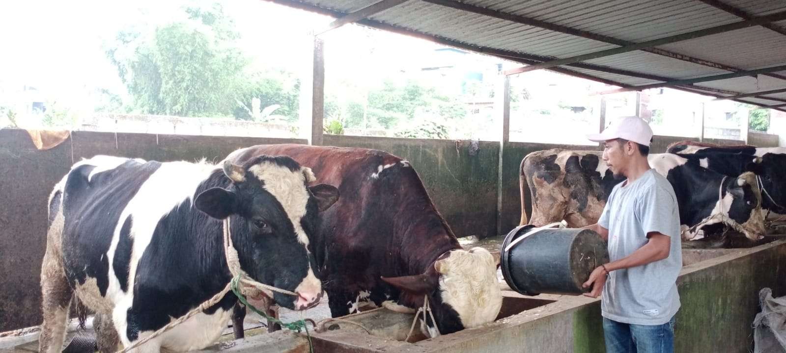Peternak sapi di Sanan, Kota Malang saat memberikan pakan ke hewan ternak (Foto: Lalu Theo/ngopibareng.id)