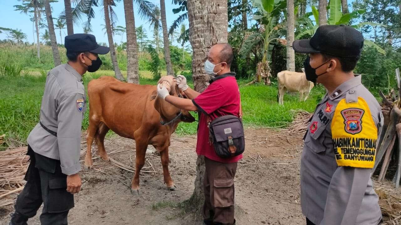 Bhabinkamtibmas bersama petugas kesehatan sedang melakukan pemeriksaan pada seekor sapi milik warga (Foto: istimewa)