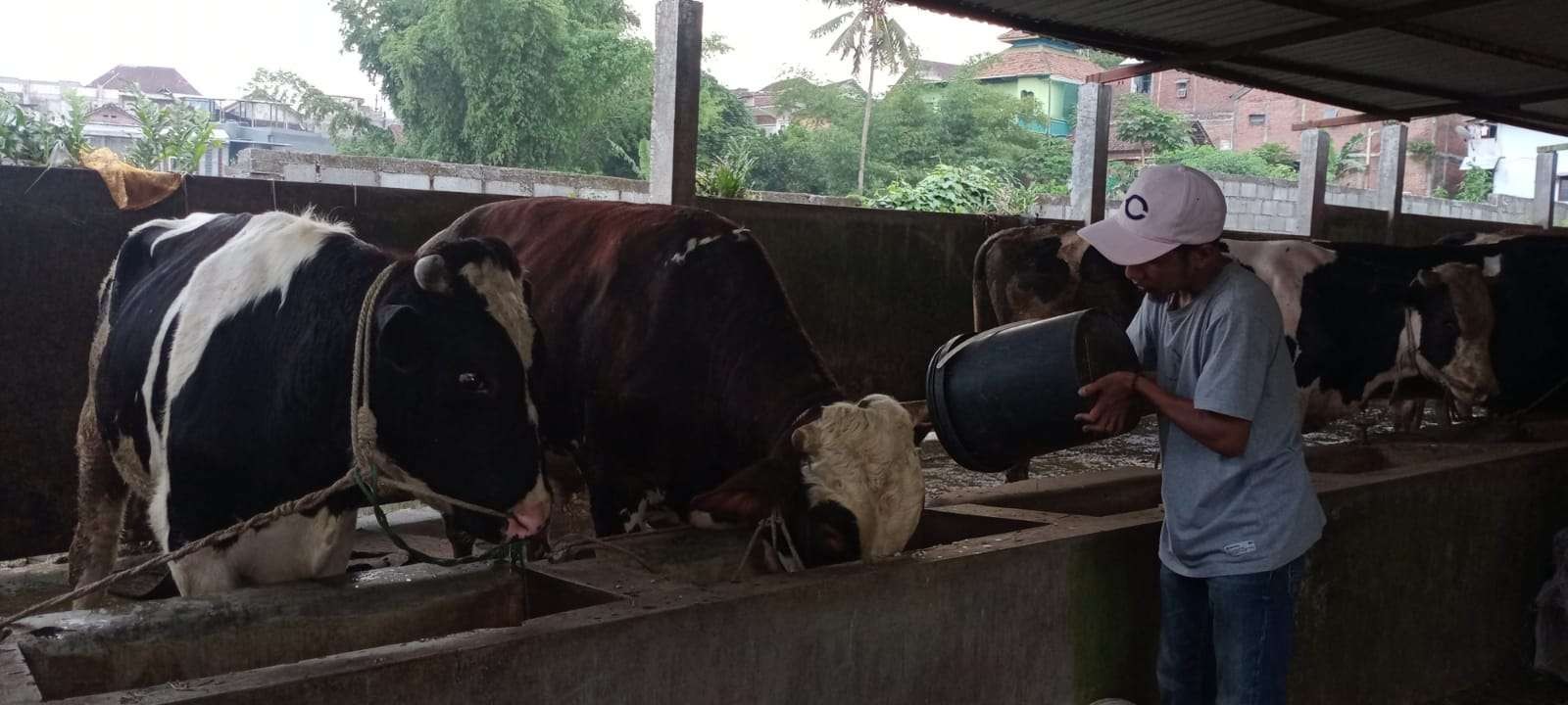 Sebuah peternakan sapi di Kota Malang. (Foto: Lalu Theo/Ngopibareng.id)