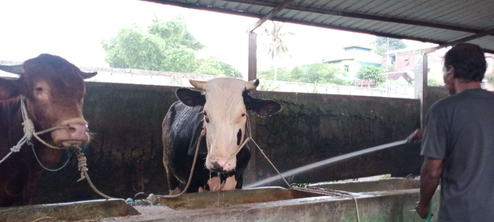 Peternakan sapi di Kota Malang. (Foto: Lalu Theo/Ngopibareng.id)