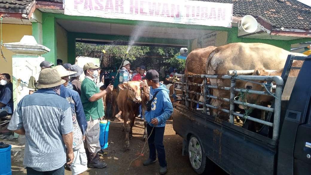 Petugas melakukan penyemprotan disinfektan terhadap sapi yang datang di Pasar Hewan Tuban, Minggu, 15 Mei 2022. (Foto: Khoirul Huda/Ngopibareng.id)