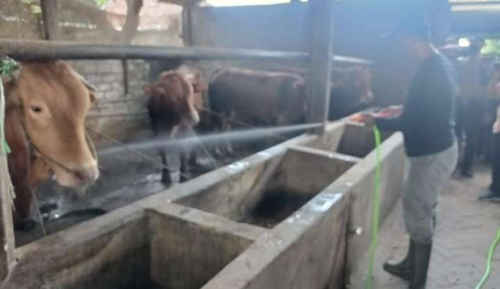 Selain banyak yang sembuh, ternyata sebaran PMK sapi di Lamongan kian meluas. (Foto: Imron Rosidi/Ngopibareng.id)