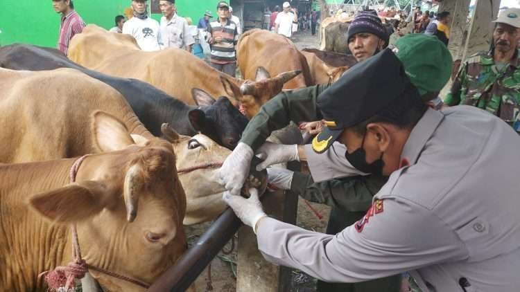 Polisi ikut terlibat memeriksa kesehatan sapi milik peternak di Kabupaten Probolinggo. (Foto: Ikhsan Mahmudi/Ngopibareng.id)