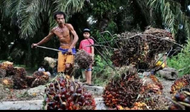 Ilustrasi petani kelapa sawit merugi terdampak larangan ekspor CPO. (Foto: Istimewa)