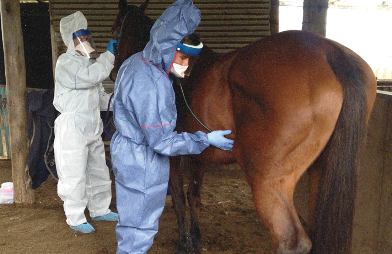 Ilustrasi virus Hendra terpapar paling banyak dilaporkan pada hewan kuda. (Foto: Istimewa)