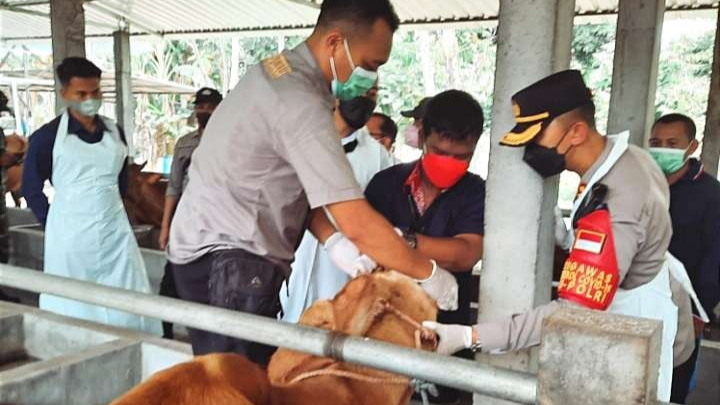 Satgas PMK Situbondo memeriksa kesehatan ternak sapi guna mencegah terpapar PMK. (Foto: Guido/Saphan).n)
