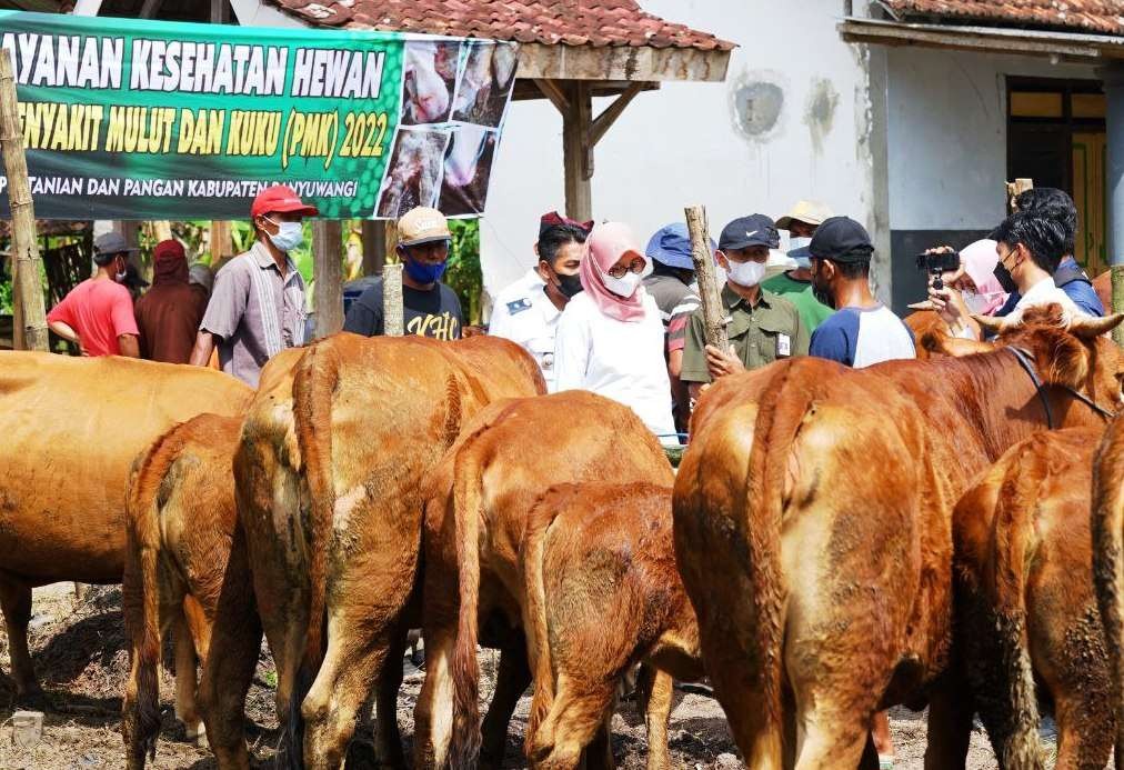 Layanan pemeriksaan kesehatan hewan yang dilakukan Dinas Pertanian dan Pangan Banyuwangi untuk mencegah PMK pada ternak (Foto: Istimewa)