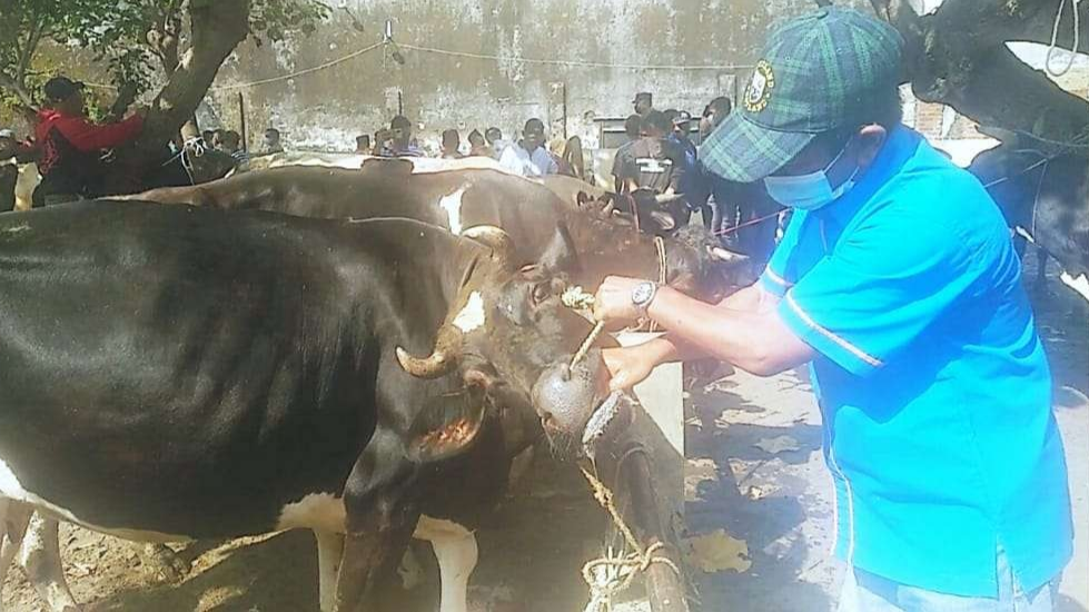 Pemeriksaan sapi di Kabupaten Pasuruan (Foto: Istimewa)