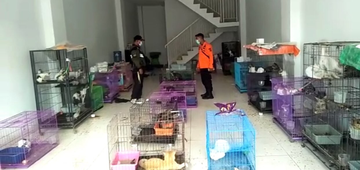 Ratusan kucing yang ditelantarkan pemiliknya. (Foto: Istimewa)