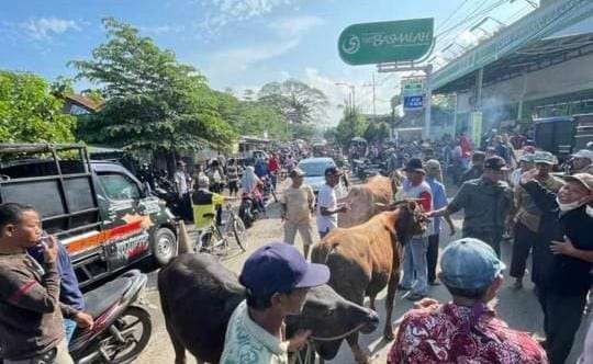 Pedagang sapi memilih menggelar penjualan di tepi jalan karena pasar hewan ditutup (Foto: istimewa)