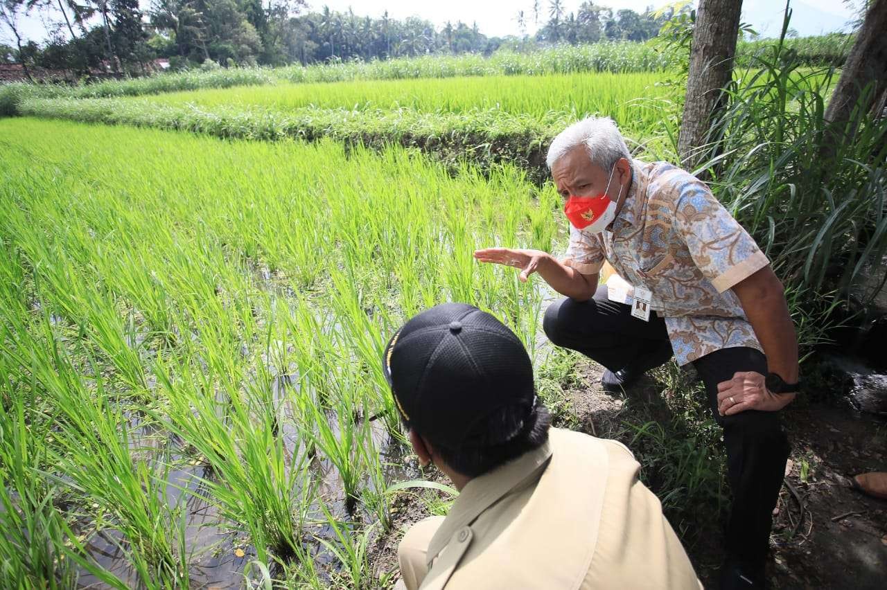 Gubernur Ganjar Pranowo mengapresiasi upaya para perani di Kabupaten Klaten yang melakukan gerakan padi atau pertanian organik. (Foto: Dok Jateng)