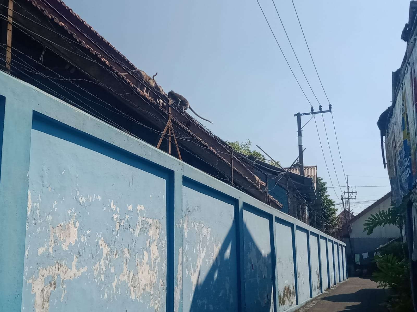 Beberapa ekor monyet terlihat menduduki atap rumah warga di Kecamatan Pakis, Kabupaten Malang (Foto: Lalu Theo/ngopibareng.id)