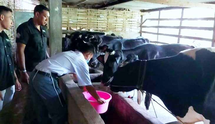 Siswa SMKN Puspo memberikan ramuan probiotik pada sapi. (Foto: Istimewa)