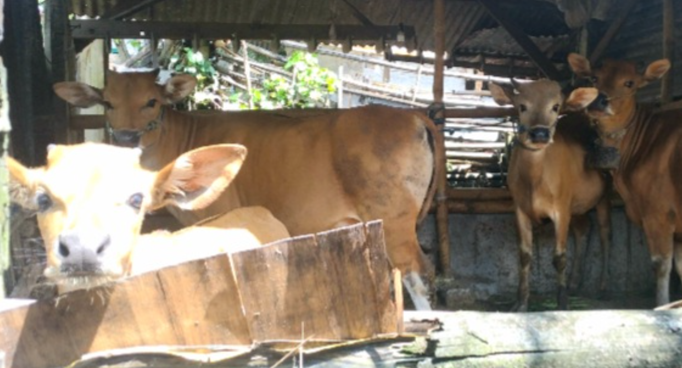 Kasus pencurian hewan ternak sapi marak di Bondowoso dalam sebulan terakhir. (Foto: Istimewa)