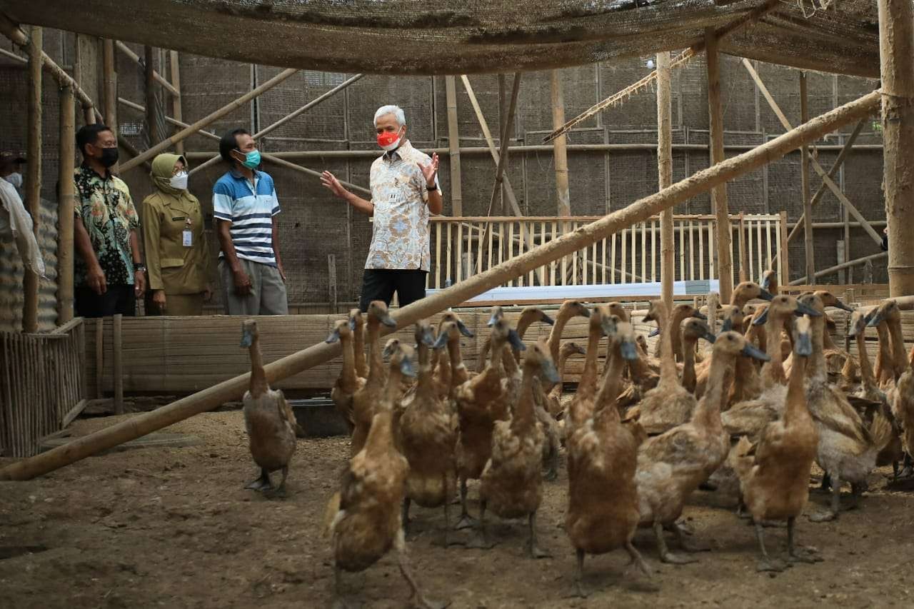 Gubernur Ganjar Pranowo saat memantau ternak bebek milik warga Jateng. (Foto: Istimewa)