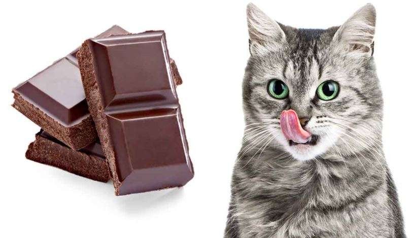 Ilustrasi makanan kucing tidak boleh sembarangan. (Foto: Istimewa)