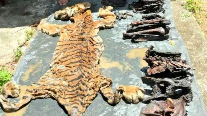 Barang bukti kulit harimau dan bagian tubuhnya yang diamankan dalam operasi peredaran tumbuhan dan satwa liar di Kabupaten Bener Meriah, Aceh. ANTARA/HO/Balai Pengamanan dan Gakkum Wilayah Sumatera. (Foto: Antara)