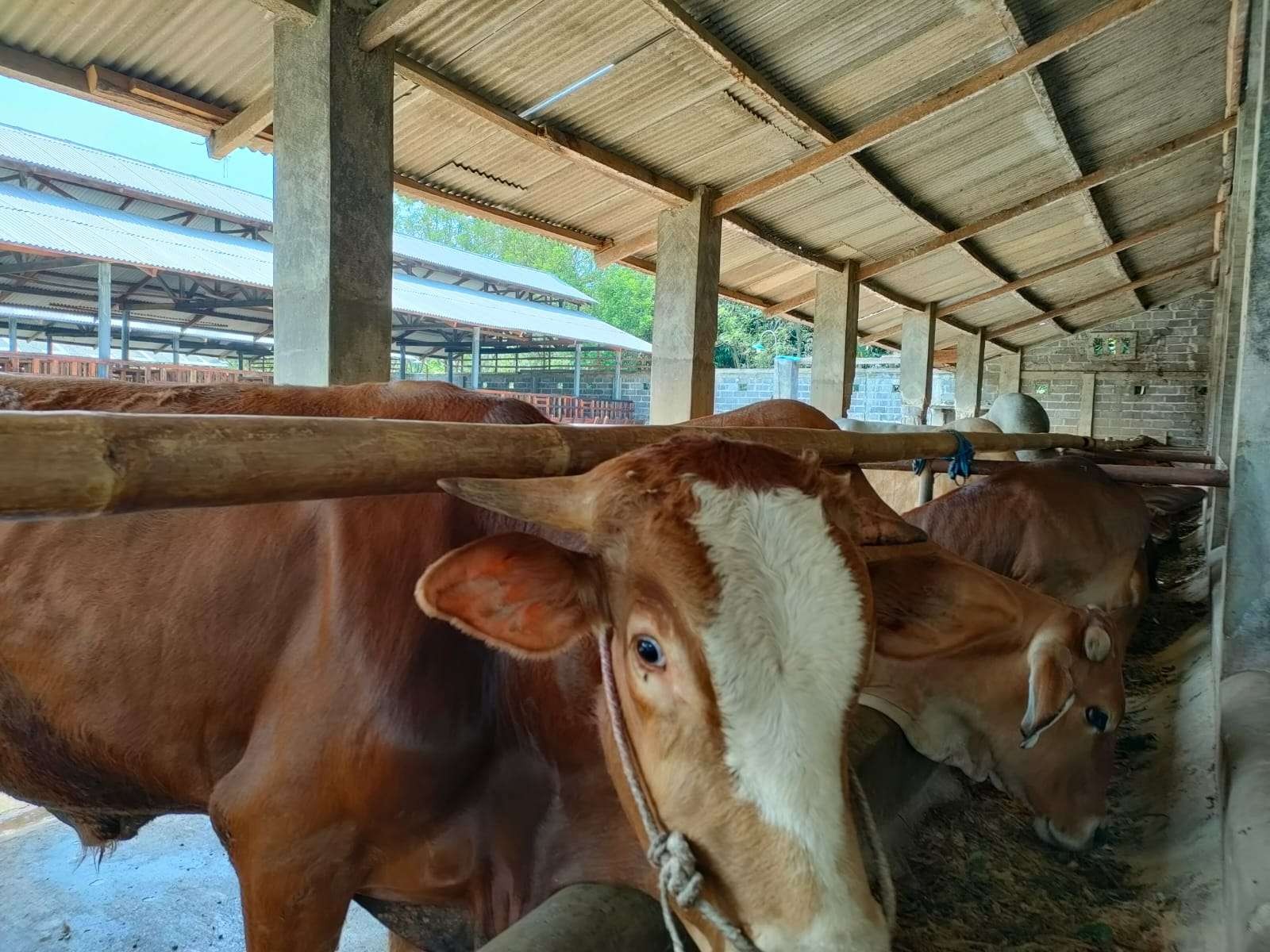 Beberapa ekor sapi di kandang milik peternak di Jember (Foto:Istimewa)