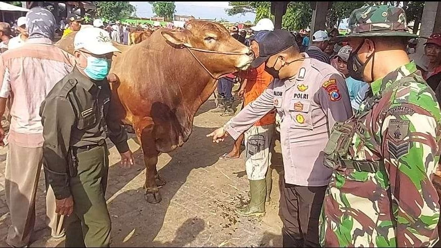 Petugas dari Polsek Wonoasih, Kota Probolinggo mengecek sapi yang dijual di Pasar Hewan, Kelurahan Jrebeng Kidul. (Foto: Ikhsan Mahmudi/Ngopibareng.id)