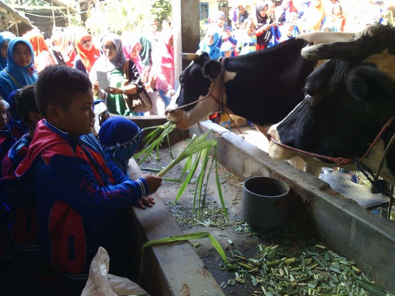 Anak-anak PAUD mengunjungi kandang sapi perah di lingkungan KUD Argopuro, Kecamatan Krucil, Kabupaten Probolinggo sebelum wabah PMK merebak. (Foto: Ikhsan Mahmudi/Ngopibareng.id)