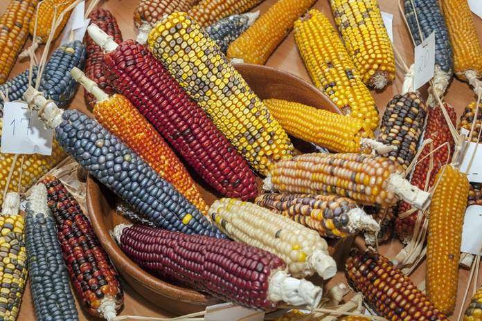 Ilustrasi beragam jenis jagung, tak hanya warna kuning. (Foto: Istimewa)