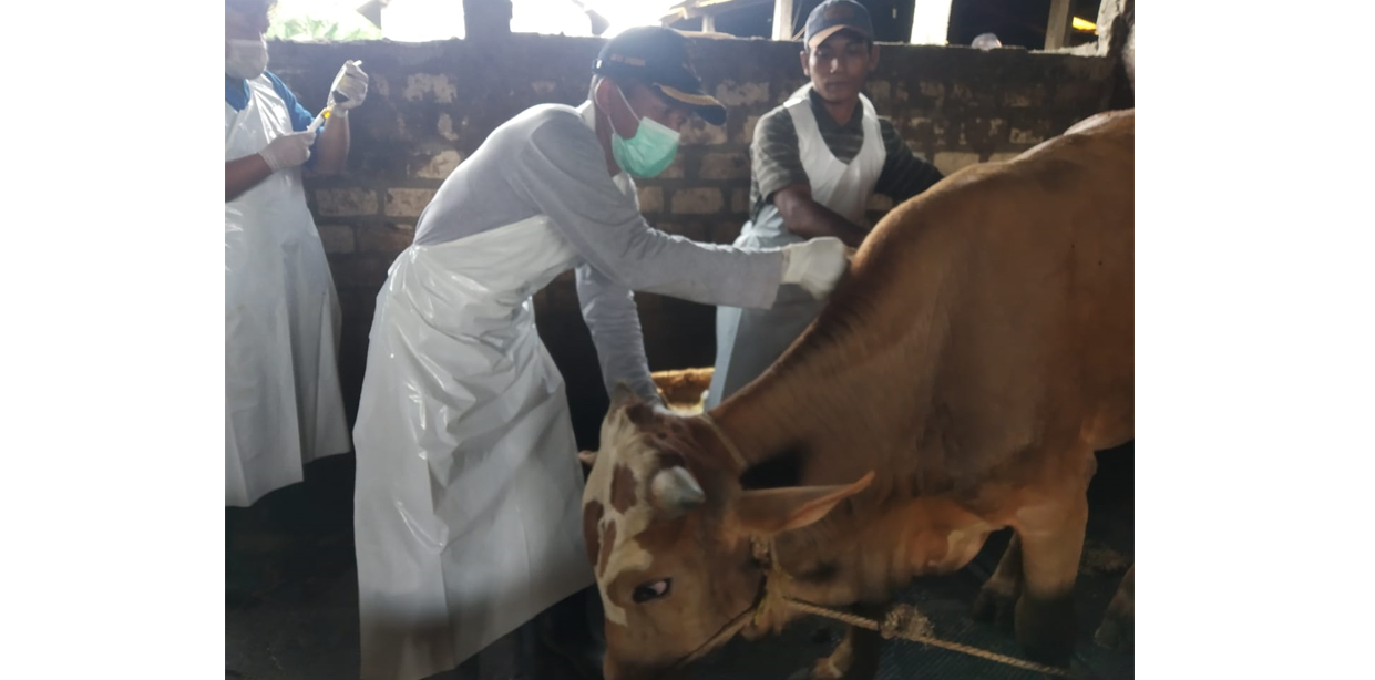 Wabah PMK sapi dan kambing di Lamongan terus meningkat. (Foto: Imron Rosidi/Ngopibareng.id)