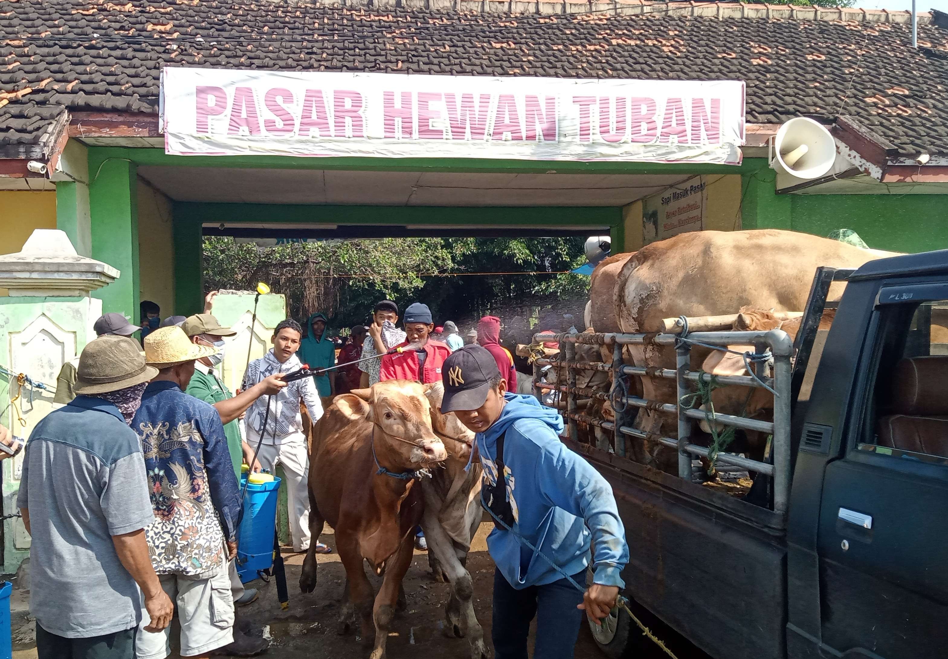 Suasana Pasar Hewan Tuban sebelum ditutup, petugas peternakan melakukan penyemprotan disinfektan. (Foto: Khoirul Huda/Ngopibareng.id)