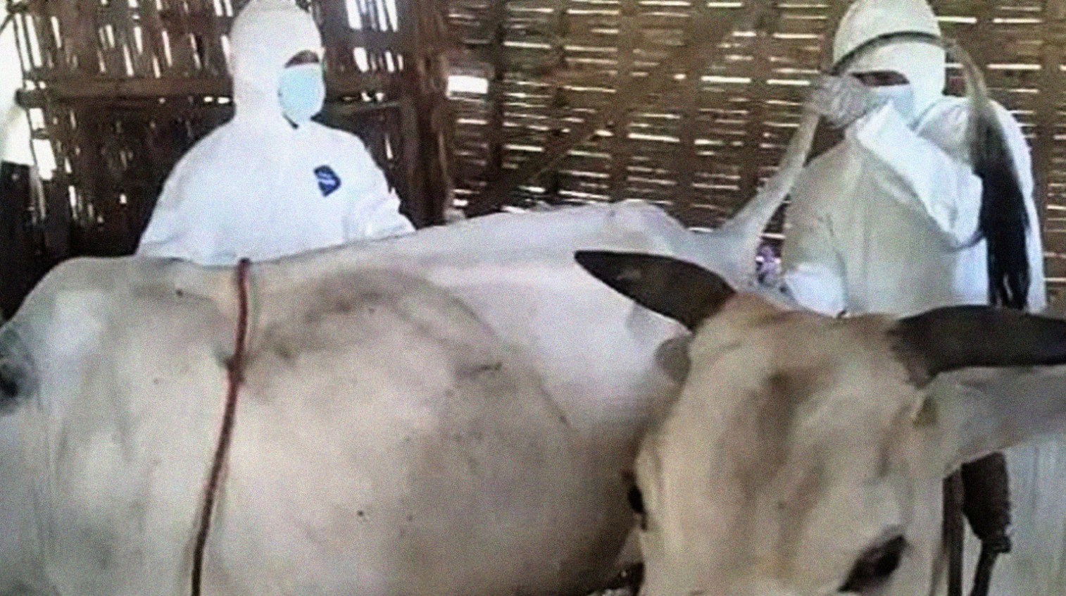 Jumlah ternak sapi di Bondowoso yang terindikasi gejala penyakit mulut dan kuku bertambah. (foto: Dokumen Ngopibareng.id)
