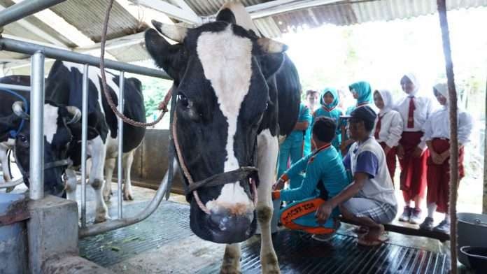 Peternak sapi perah yang menjadi mitra KUD Argopuro di Kecamatan Krucil, Kabupaten Probolinggo, merugi Rp1 miliar akibat wabah PMK. (Foto: Ikhsan Mahmudi/Ngopibareng.id)