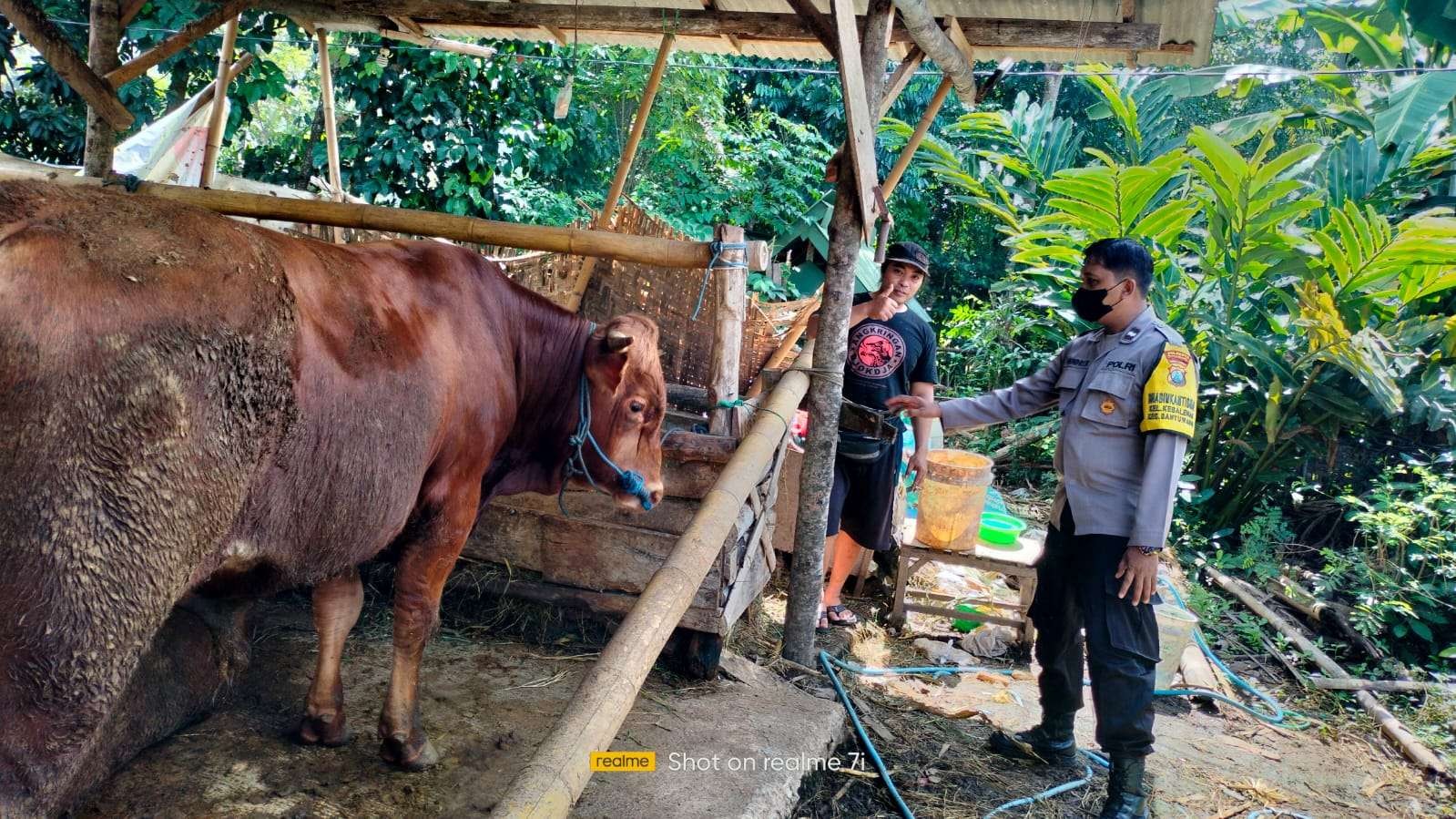 Petugas Polsek Banyuwangi mengecek ternak sapi milik warga saat melakukan sosialisasi pencegahan PMK (Foto: Istimewa)