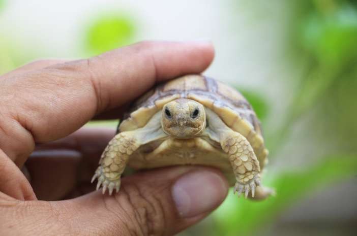 Ilustrasi jenis kura-kura yang bisa Anda jadikan peliharaan di rumah.(Foto: Istimewa)