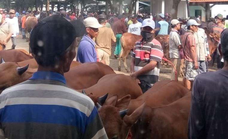 Salah satu pasar hewan di Probolinggo yang masih terbuka meski wabah PMK meluas. (Foto: Ikhsan Mahmudi/Ngopibareng.id)