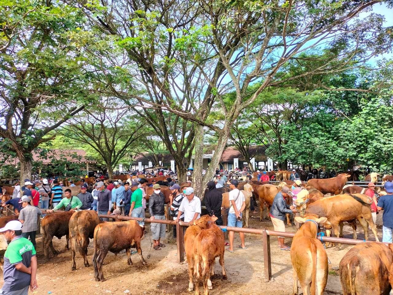Situasi di pasar ternak di Banyuwangi. (Foto: Istimewa)