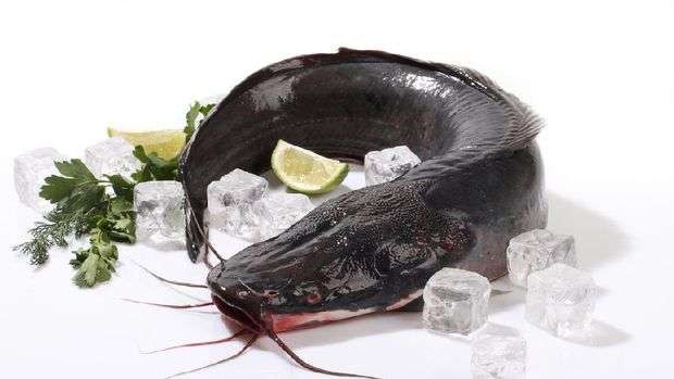 Ilustrasi mengenal jenis-jenis ikan lele dan manfaat dari mengonsumsinya.(Foto: Istimewa)