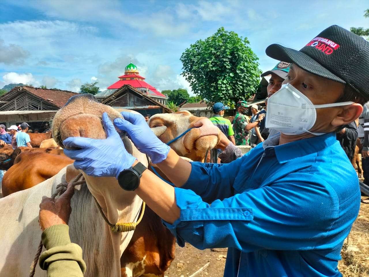 Petugas Dinas Pertanian dan Pangan Banyuwangi mengecek ternak sapi yang diperdagangkan di salah satu pasar hewan (Foto: Istimewa)
