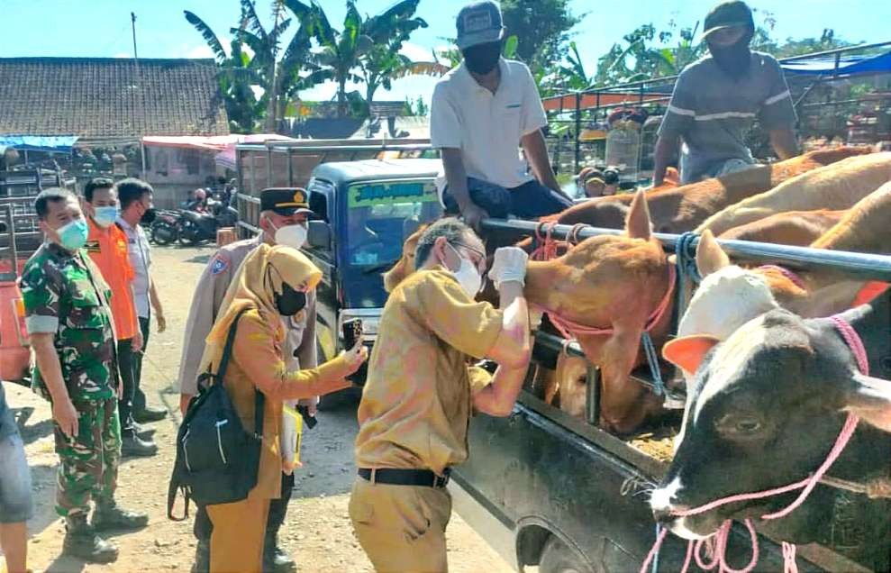 Petugas Keswan dan Kesmavet Disnakkan Bondowoso memeriksa sapi masuk Pasar Hewan Salasaan Kademangan.(foto:guido saphan/ngopibareng.id)