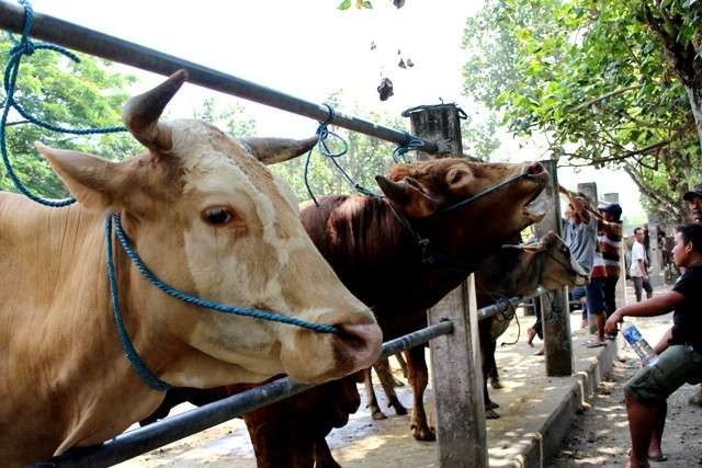Pemerintah menutup sejumlah pasar hewan di Kediri untuk hindari penularan PMK. (Foto: ilustrasi)