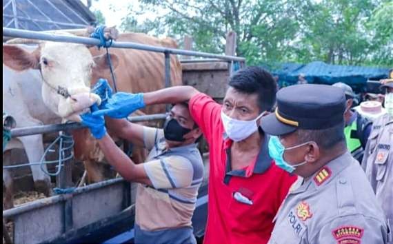 Petugas Disnakkam Bondowoso bersama polisi dan TNI  mengecek sapi yang diangkut pick up dari luar kota yang akan masuk Situbondo. (Foto: Istimewa)