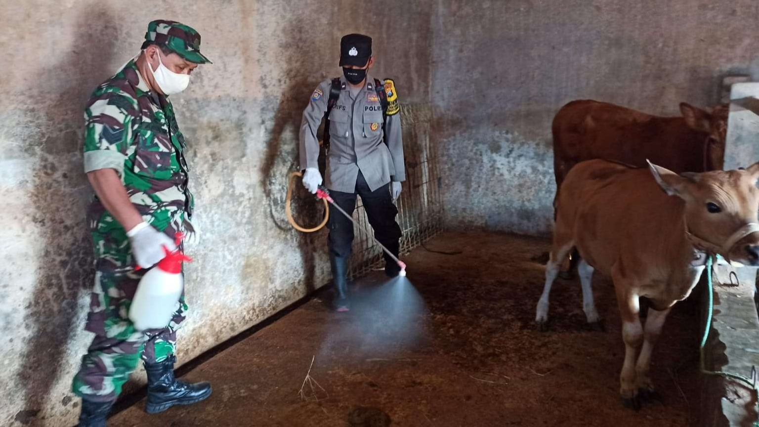 Petugas dari Koramil dan Polsek menyemprot kandang sapi dengan disinfektan untuk mencegah penularan (Foto: Muh Hujaini/Ngopibareng.id)