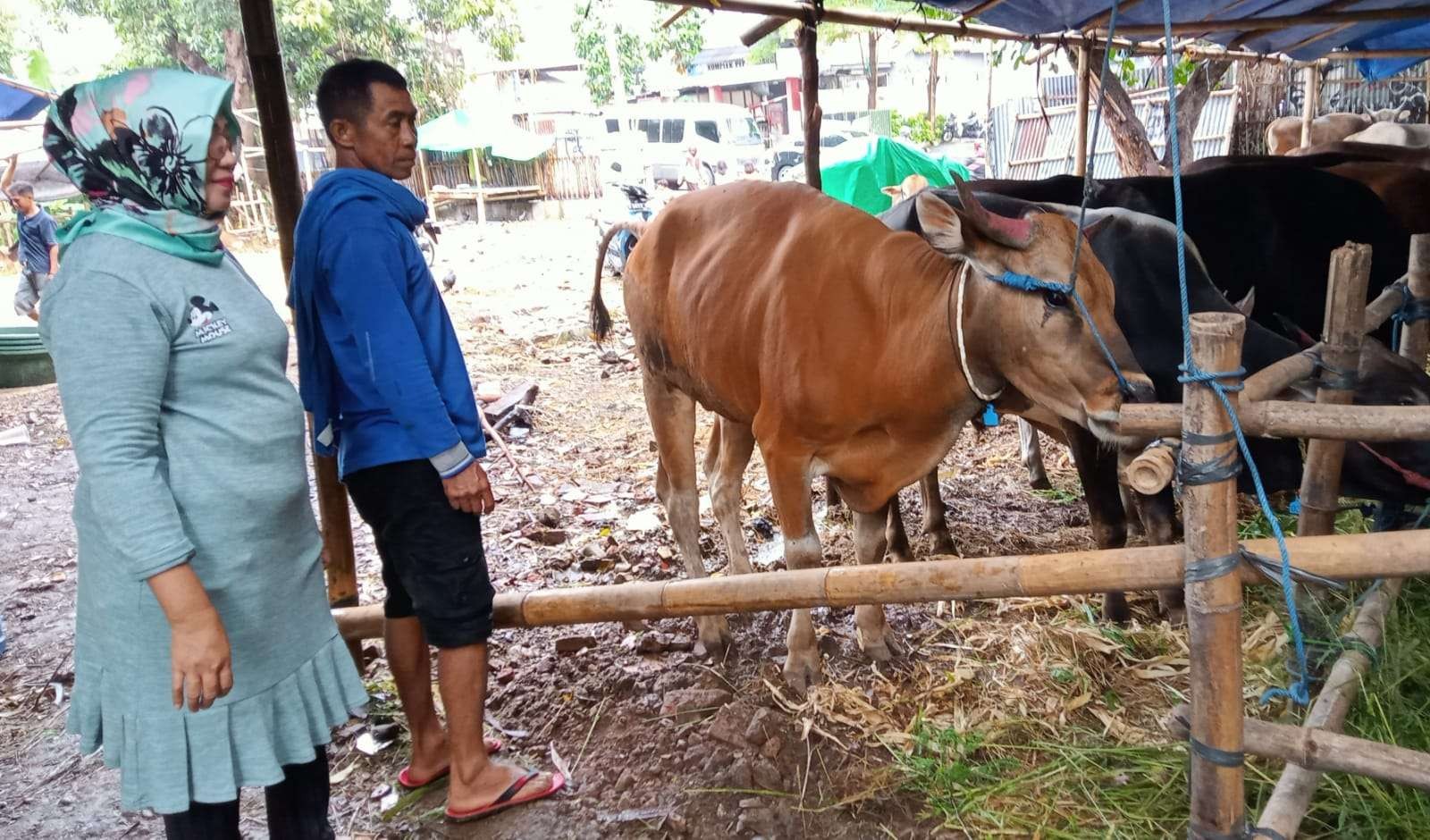 Hj Rumlah mendatangkan sapi dari NTB untu keperluan kurban. (Foto: Asmanu Sudarso/Ngopibareng.id)