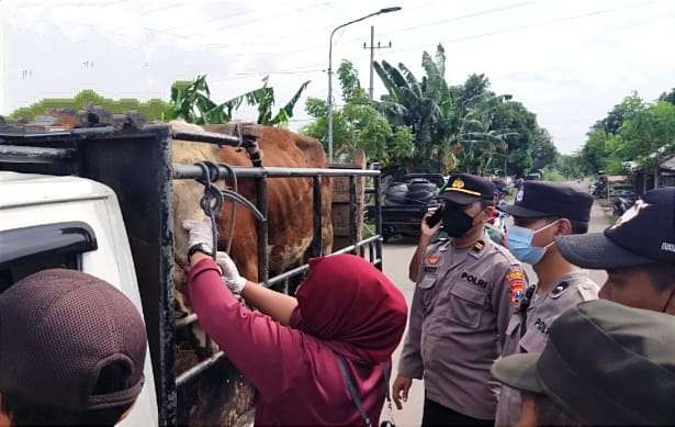 Petugas Keswan Disnakkan Situbondo didampingi polisi memeriksa sapi siap jual masuk Pasar Hewan Asembagus.(foto:istimewa)