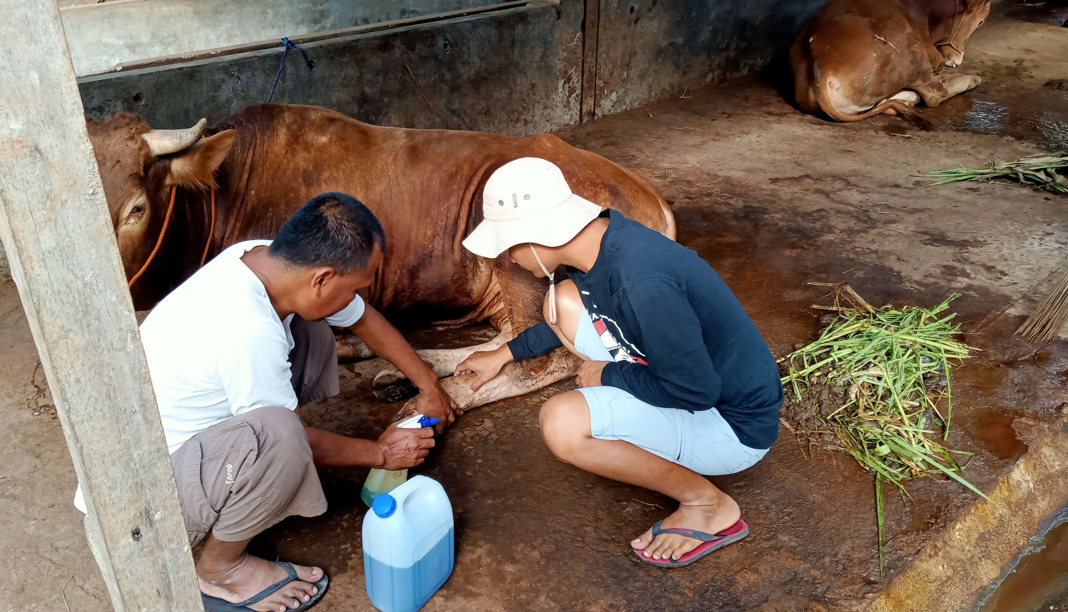 Peternak sedang memberi obat di bagian kaki sapi yang terinfeksi PMK. (Foto: Khoirul Huda/Ngopibareng.id)