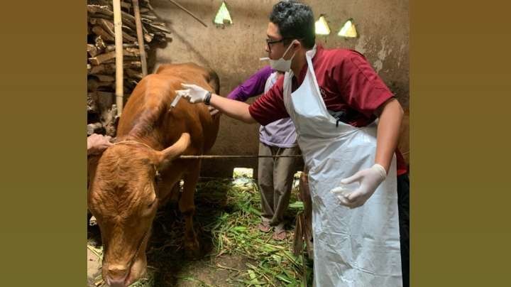 Tim Kesehatan Hewan Ternak Dispangtan Kota Malang saat memberikan suntikan vitamin kepada sapi yang suspek PMK (Foto: istimewa)