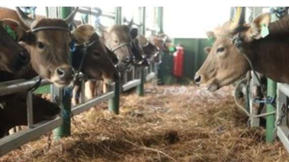 Ribuan sapi dari NTT tiba di Pelabuhan Tanjung Priok, Jakarta. (Foto: Istimewa)