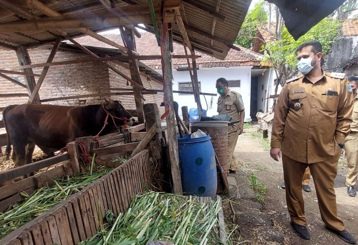 Walikota Habib Hadi Zainal Abidin saat meninjau sapi milik peternak di Kota Probolinggo, Jawa Timur. (Foto: Ikhsan Mahmudi/Ngopibareng.id)