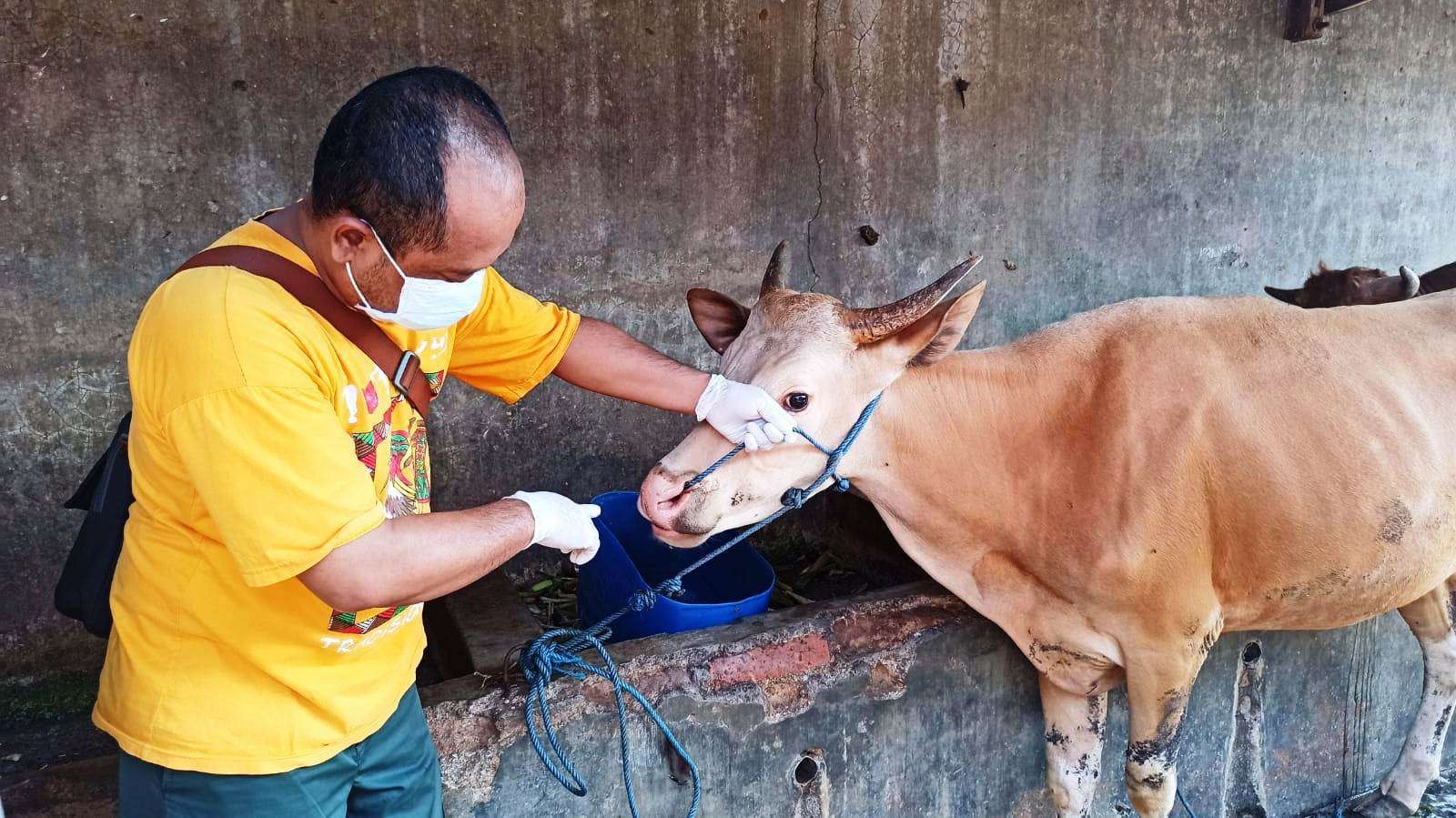 Petugas Kesehatan Hewan memeriksa seekora sapi yang diduga terjangkit PMK (foto: Muh Hujaini/Ngopibareng.id)