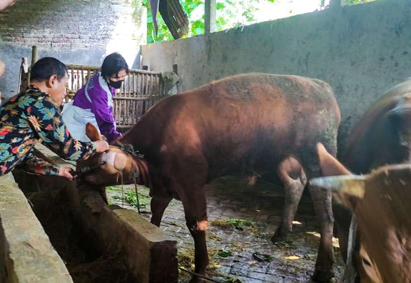 Petugas kesehatan hewan sedang memvaksin sapi (Foto: Aini/Ngopibareng.id