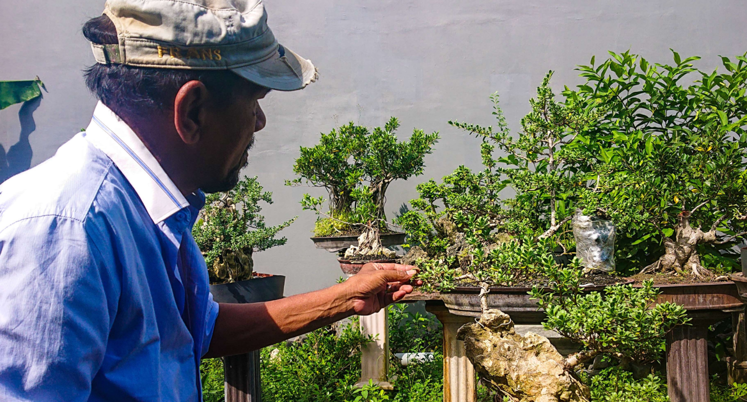 Frans merawat tanaman bonsai di kebunnya di Sidoarjo (Foto: Aini Arifin/Ngopibareng.id)