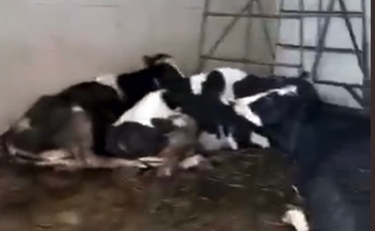 Potongan video yang memperlihatkan sapi bergelimpangan. (Foto: Twitter/@indra_awidya)