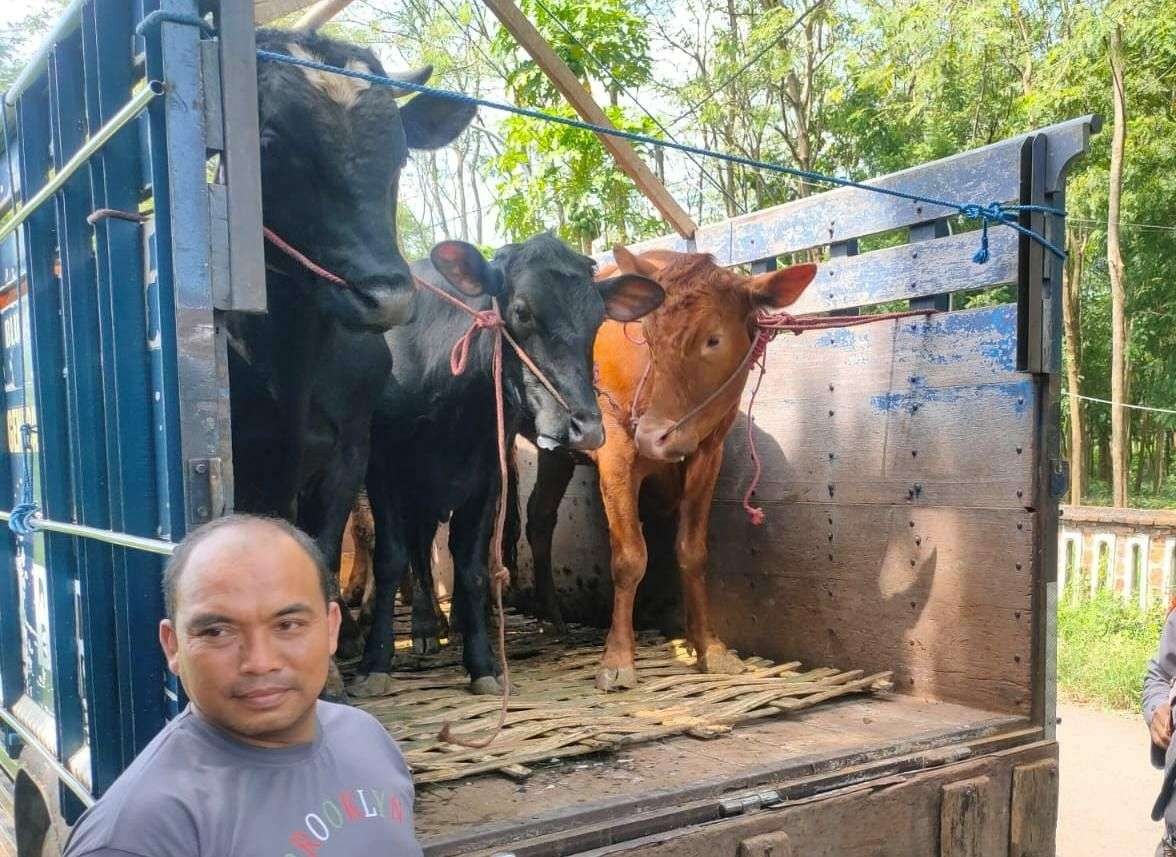 Sapi-sapi diturunkan dari truk di Pasar Sapi Wonoasih, Selasa, 14 Juni 2022. (Foto: Ikhsan Mahmudi/Ngopibareng.id)